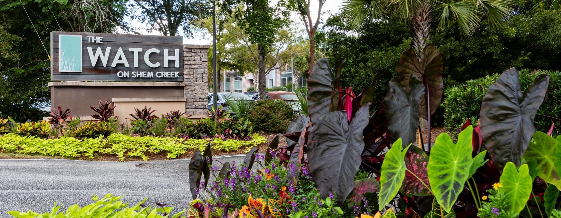 a garden with plants and flowers